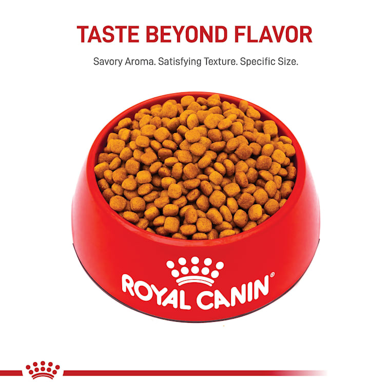 Royal Canin Breed Health Nutrition Golden Retriever Puppy Dry Dog Food 30 Lbs Petco