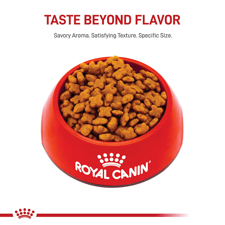 Royal Canin Breed Health Nutrition Jack Russell Terrier Adult Dry Dog Food 10 Lbs Petco