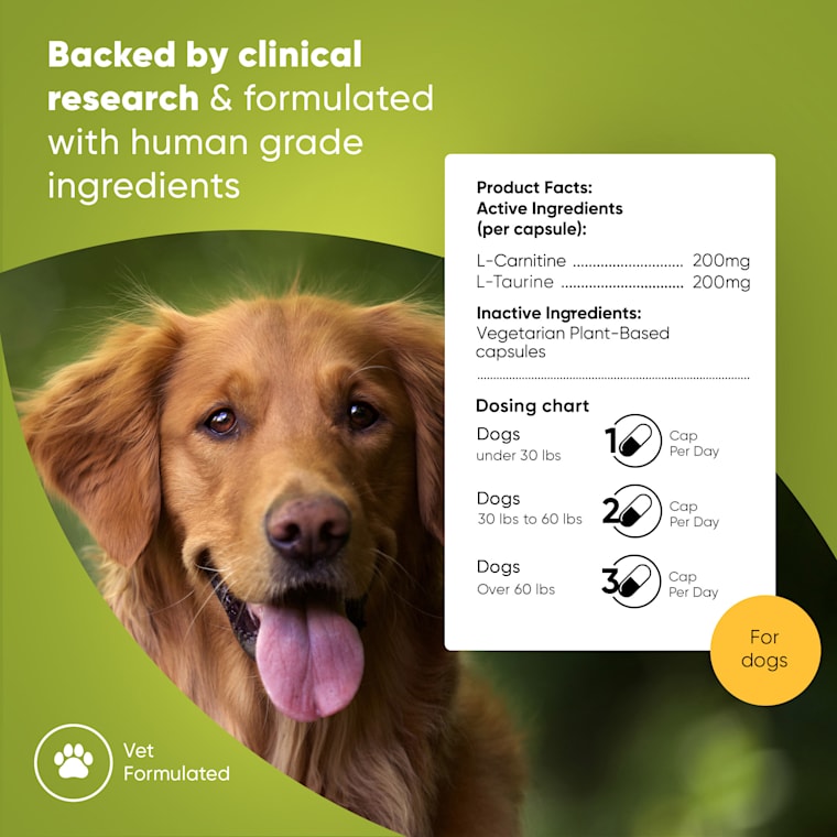 l-carnitine for dogs dosage per day Rooted Owl Cardio Support Capsules with L-Taurine & L-Carnitine, 1.8 oz., 60 Ct d k2 vitamin Bioactive Natural Compounds in Flavor:Neopolitan Ice Cream Sundae