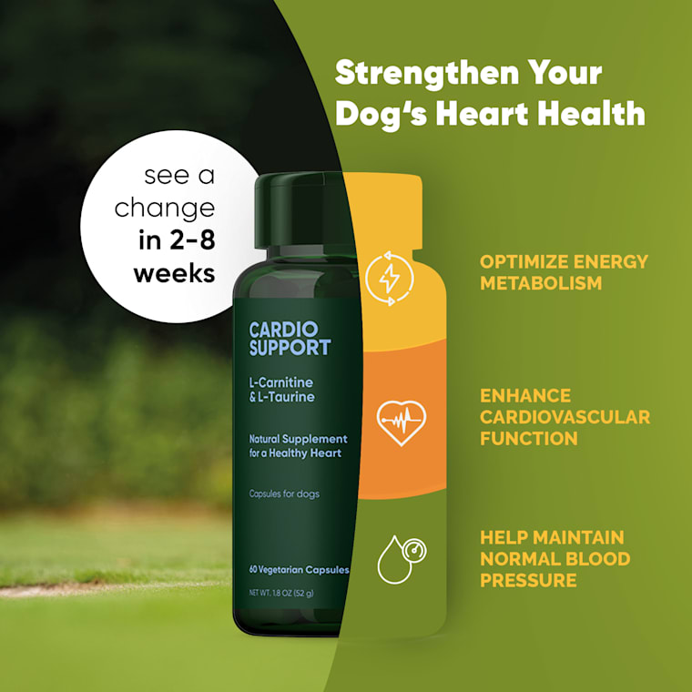 l carnitine taurine supplement Rooted Owl Natural Supplements Cardio Support Capsules with L-Taurine and L-Carnitine for Dogs, 1.8 oz., Count of 60 brand-keisha-white Glycerin And Lemon For Color:Indigo Purple