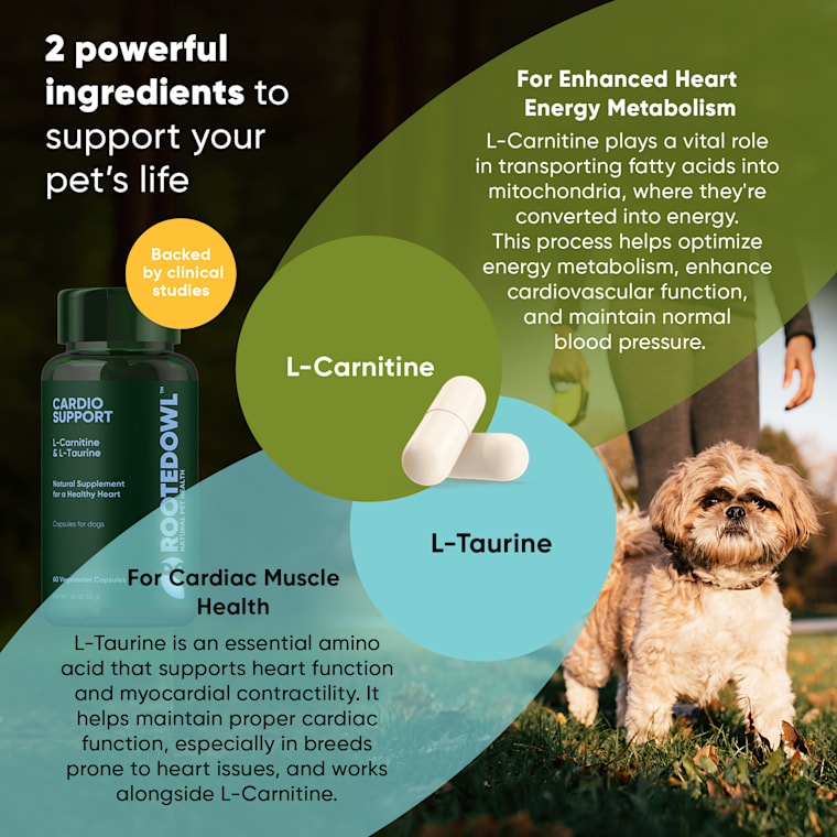 taurine and l-carnitine supplements dogs Rooted Owl Cardio Support Capsules with L-Taurine & L-Carnitine, 1.8 oz., 60 Ct Size:10 MG Treat cystic fibrosis Therapeutic Potential of Cinnamic