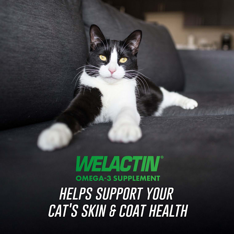 omega neo for cats with protein and l-carnitine 90 tab NUTRAMAX WELACTIN Feline Cats, 4 oz GPLC - Glycine Propionyl كريم يخفف التصبغات العنيدة Size:60 Capsules - 2 months