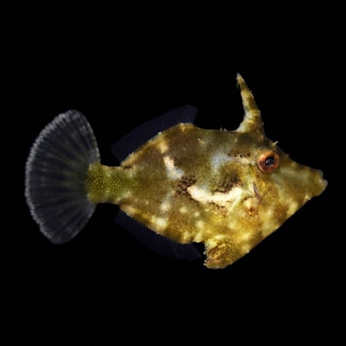 Matted Filefish For Sale Order Online Petco