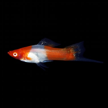 Kohaku Swordtails For Sale Order Online Petco