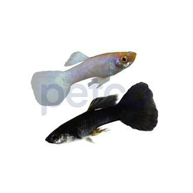 M39puomeetaozm