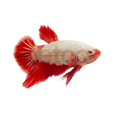 Male Red Platinum Dragon Bettas For Sale Petco