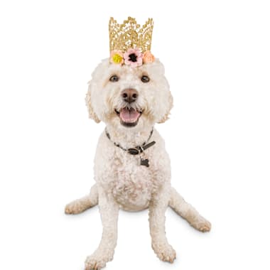 Bond Co Birthday Girl Dog Crown Small Medium Petco