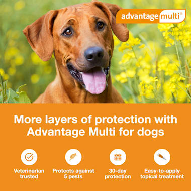 Advantage Multi Topical Solution For Dogs 55 1 To 88 Lbs 6 Month Supply Petco