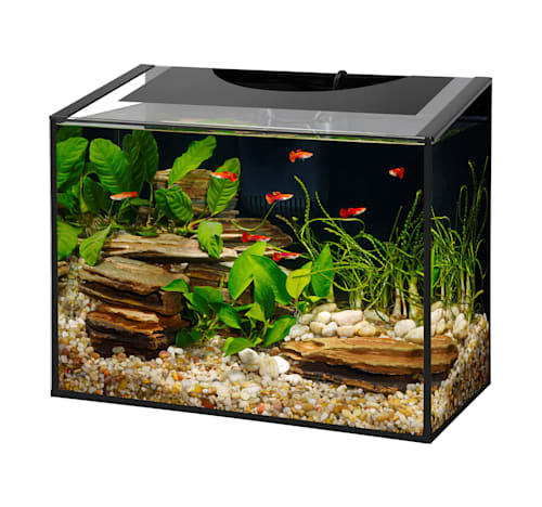 Mini Aquariums: Good Things Come in Small Packages