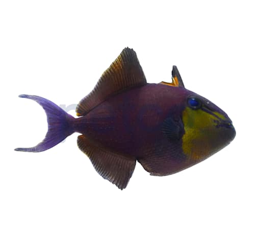Petco saltwater fish sale new arrivals