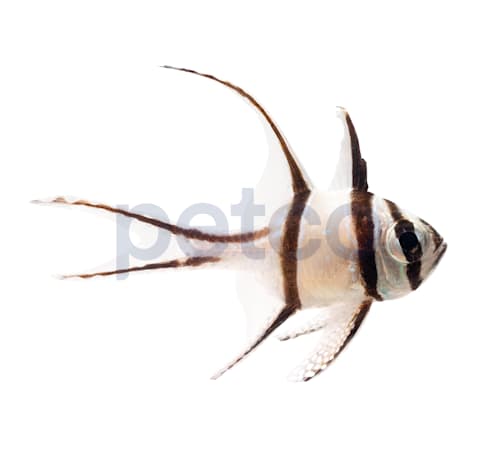 Bangaii Cardinalfish