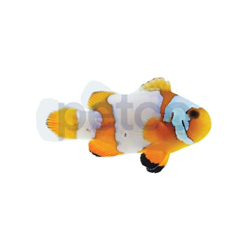Clownfish