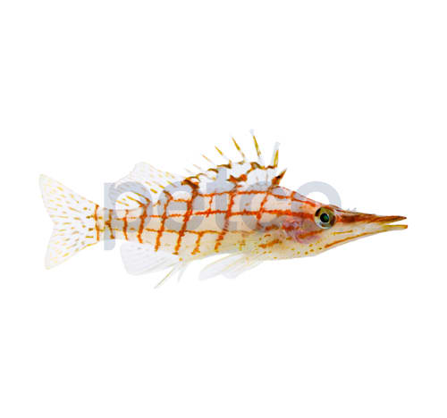 Clownfish for sale petco best sale