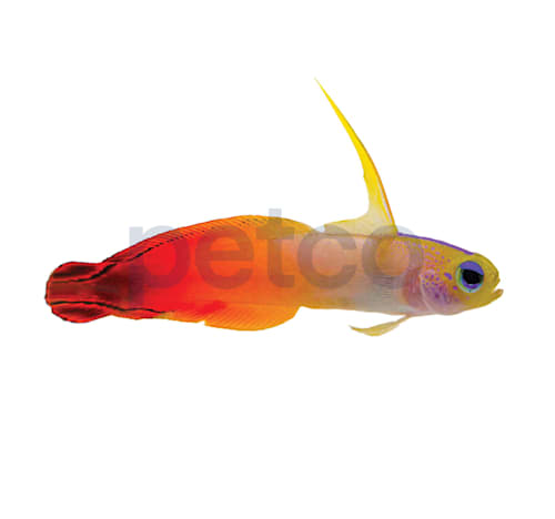 Firefish Goby