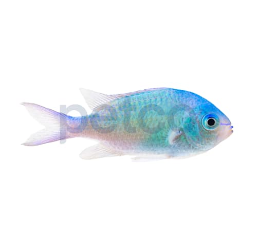 Saltwater aquarium fish for beginners deals