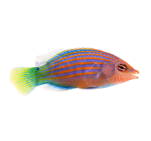 Petco with saltwater fish top