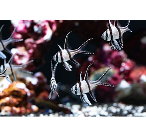 Bangaii Cardinalfish