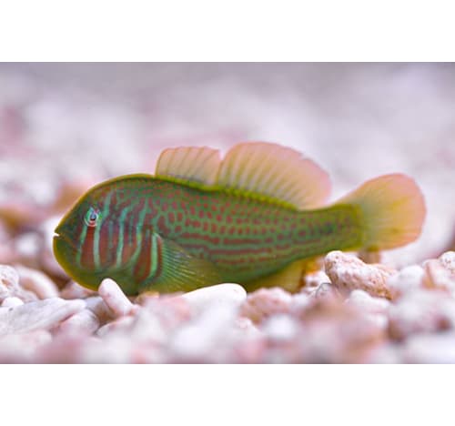 Green Clown Goby