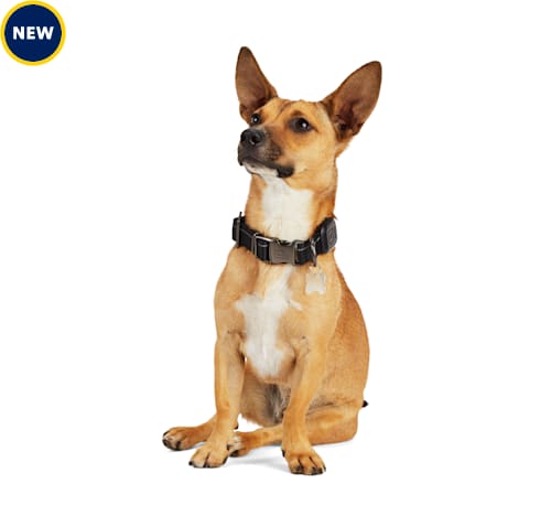 Reddy Red LED Dog Collar