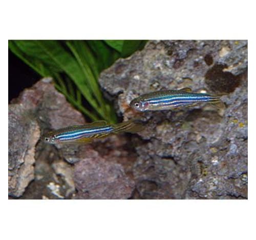 Zebra Danios