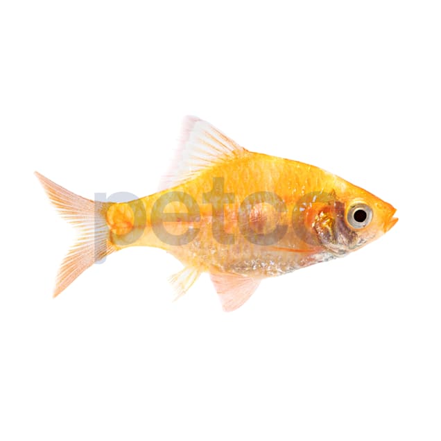 Albino Tiger Barb (Puntius tetrazona) - Carousel image #1