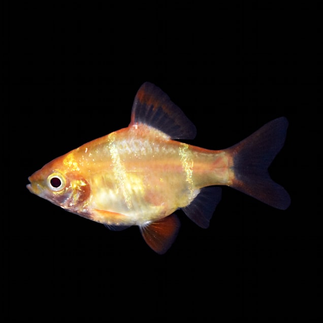 Albino Tiger Barb for Sale: Order