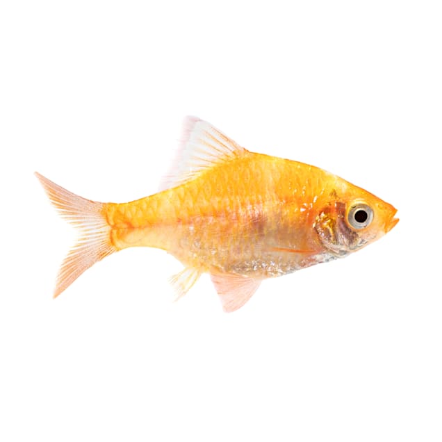 Albino Tiger Barb (Puntius tetrazona) - Carousel image #1