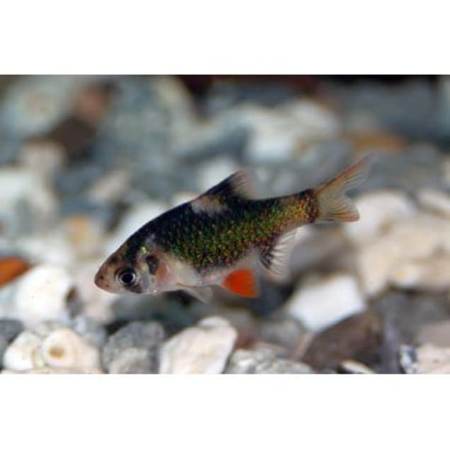 Tiger barbs for sale near me Clearance