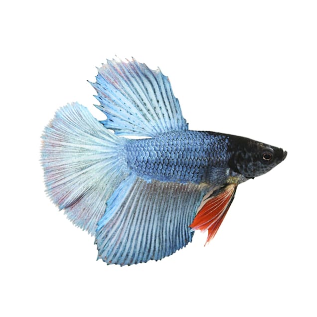 Petco betta fish care top