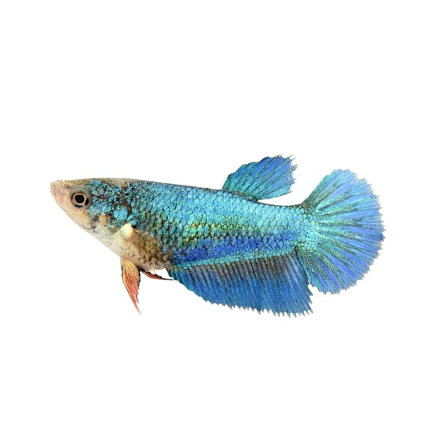 Female cheap halfmoon betta