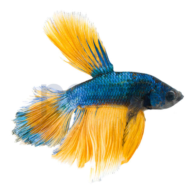 Male Halfmoon Betta Fish Siamese Fighting Fish Extra Large Petco