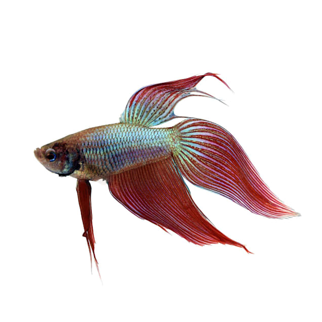 Betta veiltail male care outlet