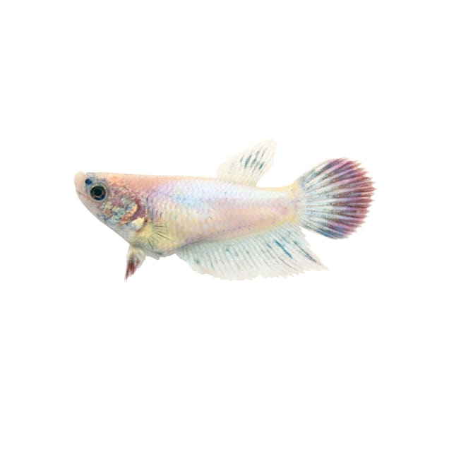 Baby betta fish for sale cheap