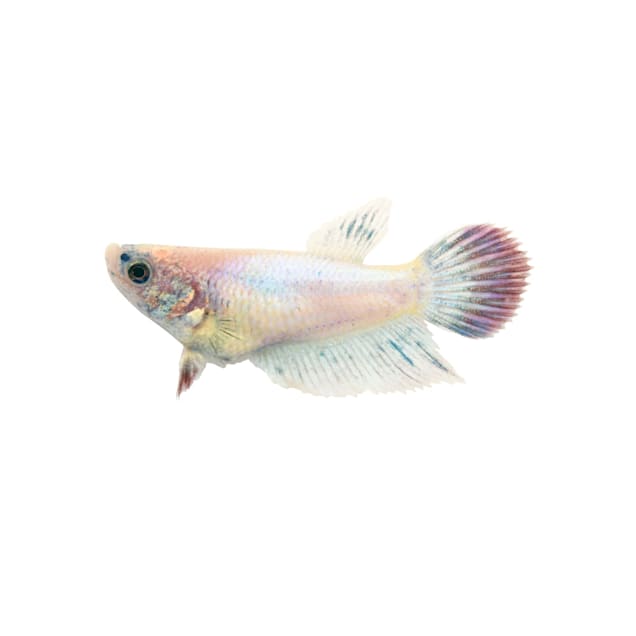 Female Veiltail Betta Fish  Siamese Fighting Fish - Extra Large