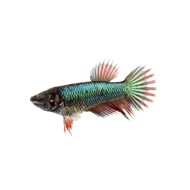 Female Crowntail Betta Fish Siamese Fighting Fish for Sale Petco