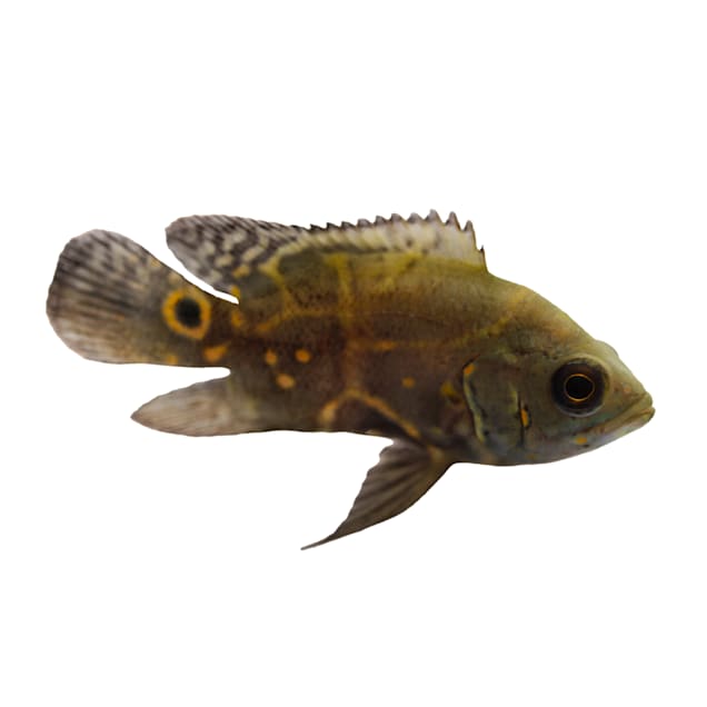 Red Oscar Cichlids for Sale: Order Online