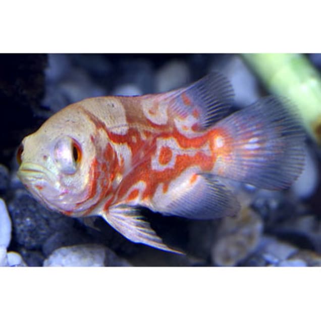 petco