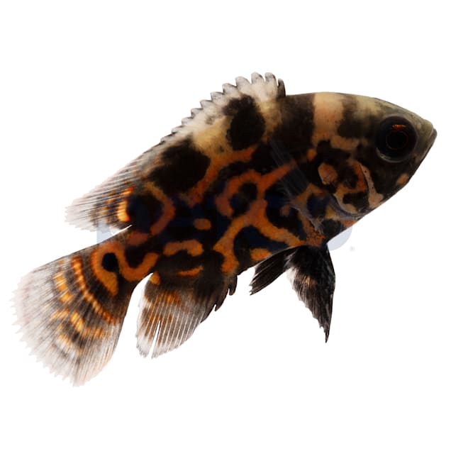 Red Oscar Cichlids for Sale: Order Online