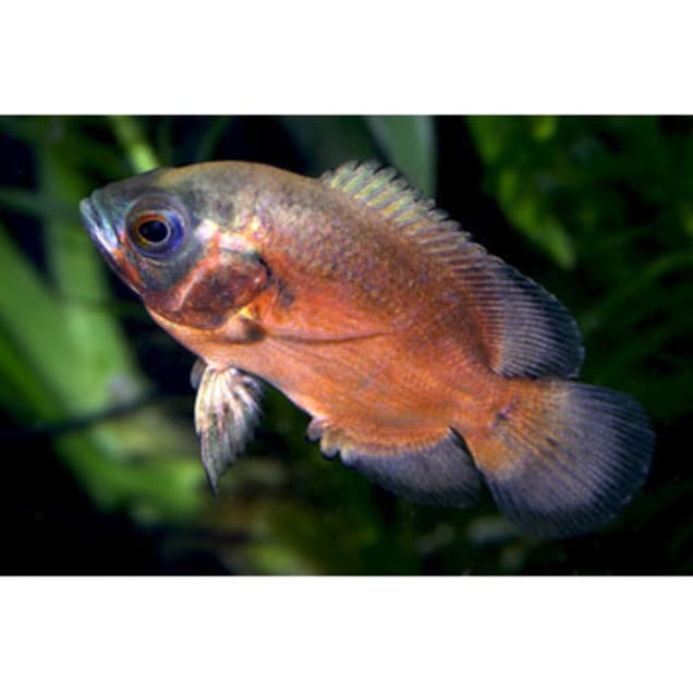 Red Oscar Cichlids for Sale: Order Online | Petco