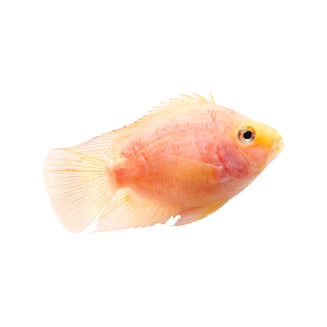Mosquito fish petco online