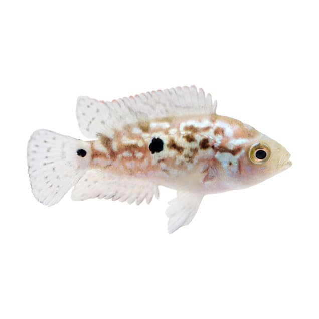 Oscar fish outlet for sale petco
