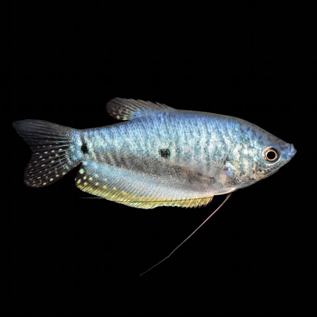 Blue Gouramis For Sale Order Online Petco