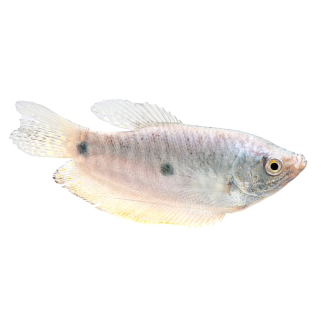 Petco special order fish hot sale