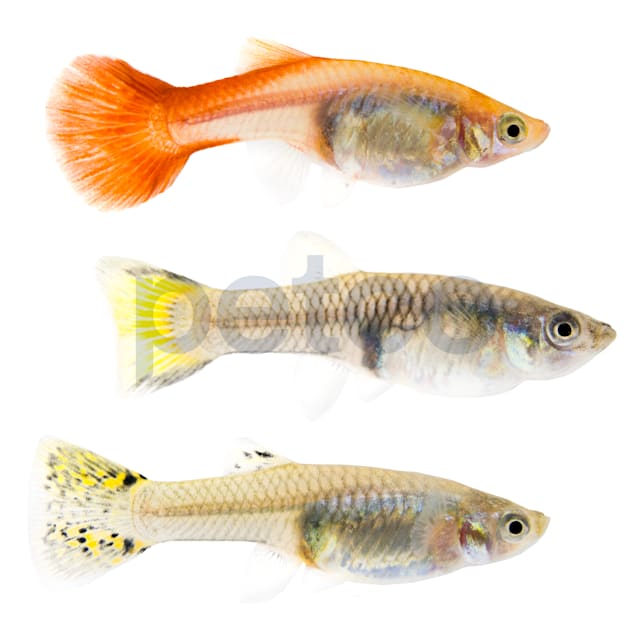 Assorted Fancy Female Guppys for Sale Order Online Petco
