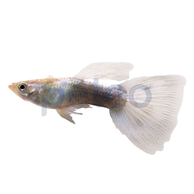 Fancy guppy fish for sale sales