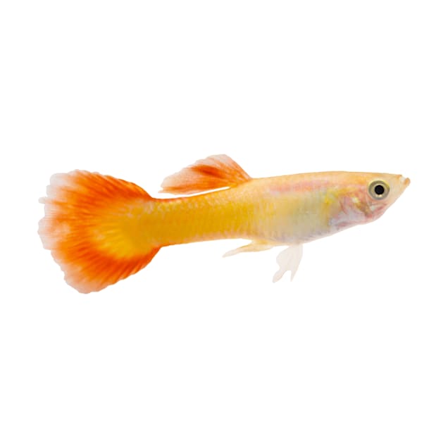 Male Red Blonde Guppy (Poecilia reticulata) - Carousel image #1
