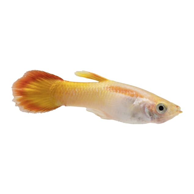 Affordable guppy fish For Sale