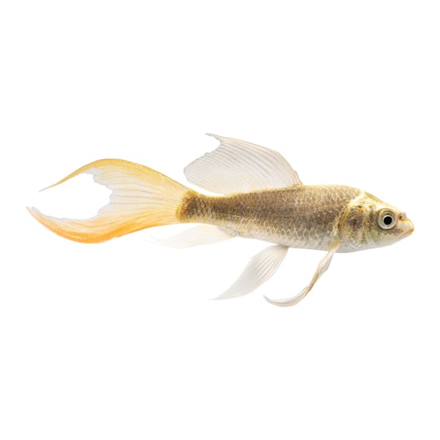 Butterfly Koi For Sale Grade A Small Petco