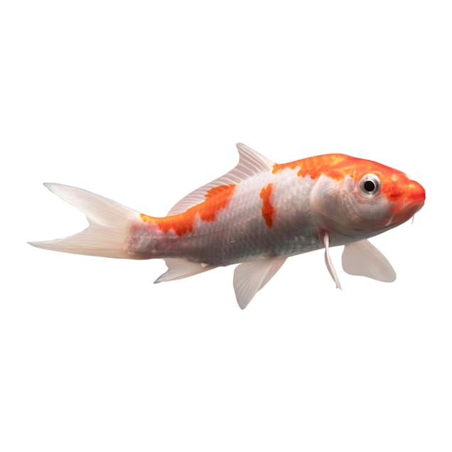 Petco koi fish clearance