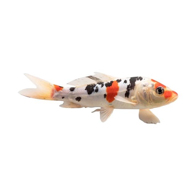 Petco koi fish cheap